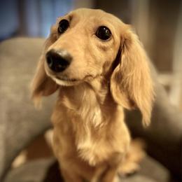 Zoe - Dachshund