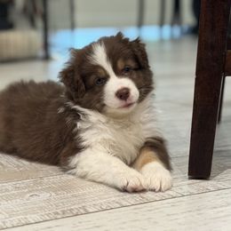 Bender - Red tri-color male Australian Shepherd puppy in North Fort Myers, Florida from Aussie Trail Farms