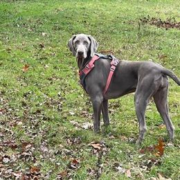 Weimaraners from Pepper's Weimaraner