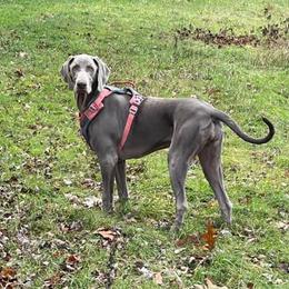 Weimaraners from Pepper's Weimaraner
