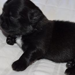 Happy - Black and white female Shih Tzu puppy in Porterville, California from Moore Shih Tzus