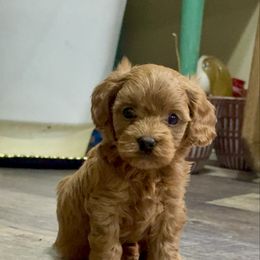Teddy - Red male Cavapoo puppy in Macomb, Missouri from Hunter's Puppies