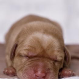 Labrador Retriever Puppies from UC Labradors