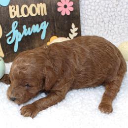 Clover - Apricot male Poodle puppy in Stokesdale, North Carolina from His and Hers Poodles and Doodles