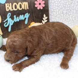 Clover - Apricot male Poodle puppy in Stokesdale, North Carolina from His and Hers Poodles and Doodles