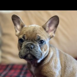 Boston Terrier and French Bulldog Puppies from High Plains