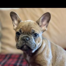Boston Terrier and French Bulldog Puppies from High Plains
