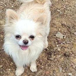 Willie - Chihuahua