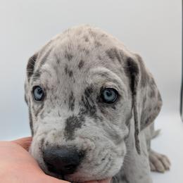 Great Dane Puppies from R&R Breeding and Pet Care