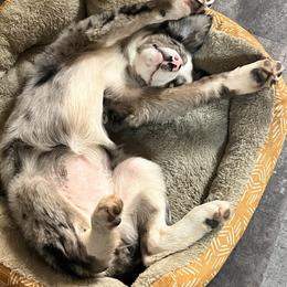 Border Collie Puppies from Nine Peaks Border Collies