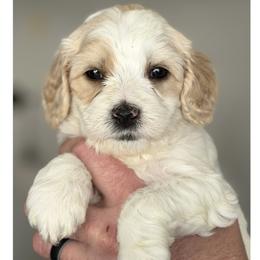 Clark - Apricot male Australian Labradoodle puppy in Gladstone, Oregon from Beaver State Labradoodles