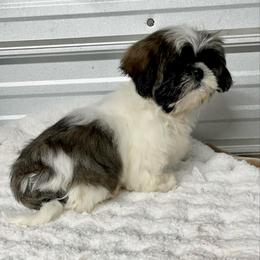 AKC Boon - Blue and white male Shih Tzu puppy in Elgin, South Carolina from Silver Bells Paw Prints