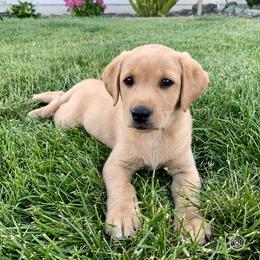 Goldendoodle and Labrador Retriever Puppies from BV Labs & Doodles