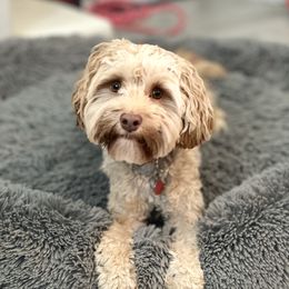 Lobster - Australian Labradoodle