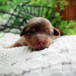 Pearl - Dapple female Dachshund puppy in Allons, Tennessee from Amber's Flock Homestead