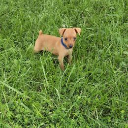 Pepper - Red male Miniature Pinscher puppy in Bourbon, Missouri from Eriphos Farm Kennel