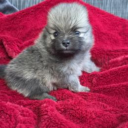 Nova - Cream sable female Pomeranian puppy in Hooksett, New Hampshire from Granite State Pomeranians