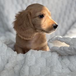 Dachshund Puppies from Dash of Love