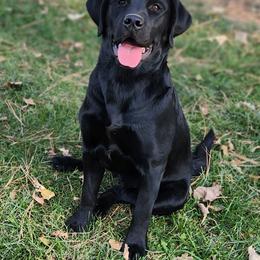 Shandy - Labrador Retriever