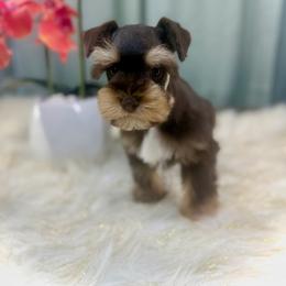 Ari - Liver female Miniature Schnauzer puppy in Overton, Texas from Beards & Bows Schnauzer Farm