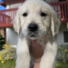 Orange Boy - Light golden male Golden Retriever puppy in Pasco, Washington from Rodgers Retrievers