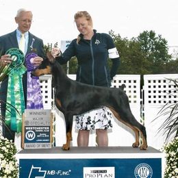 Doberman Pinscher All Grown Up from Kettle Cove Dobermans