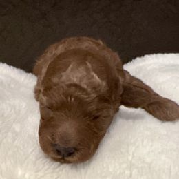 Poodle Puppies from Chamberland Poodles