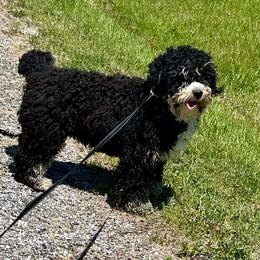 Stella - Bernedoodle