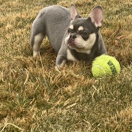 French Bulldog Puppies from QueenBFrenchies