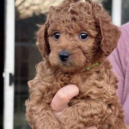 Snow (M) - Red  male Goldendoodle puppy in Lewisville, Texas from Zink Doodles
