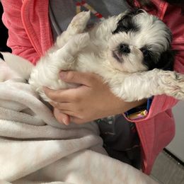 Boy 1 - Shih Tzu puppy in Moreno Valley, California from Legacy Shihtzus