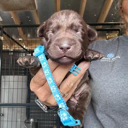 Light blue - Chocolate female Labrador Retriever puppy in Newton Grove, North Carolina from Wayalife Labradors & Gsp’s