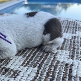 Purple - Liver roan female German Shorthaired Pointer puppy in Huntington, Texas from B&B GSP’S