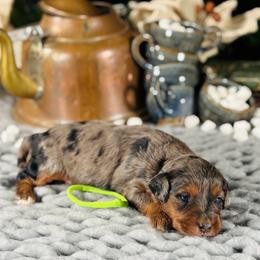 Green girl - Merle female Bernedoodle puppy in Waukesha, Wisconsin from Bernedoodle Boutique (and Cavapoos)