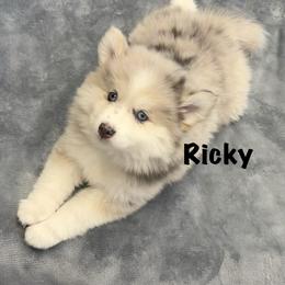 Ricky - Merle male Pomsky puppy in Scandinavia, Wisconsin from Bonnie’s Little Fluffys