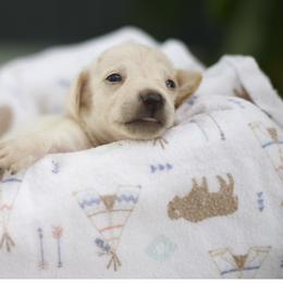 Dachshund and Russell Terrier Puppies from Turquoise River Minature Dachshunds