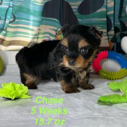 Chase - Black and tan male Yorkshire Terrier puppy in Ashland, Kentucky from Yorkie Paw