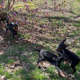 Manchester Terrier Puppies from MosaicManchesters.com