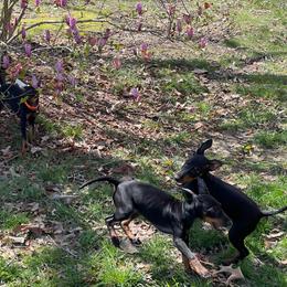 Manchester Terrier Puppies from MosaicManchesters.com