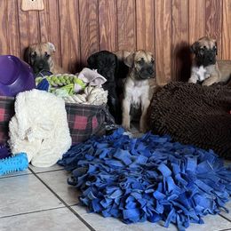 Great Dane Puppies from Hladik Great Danes