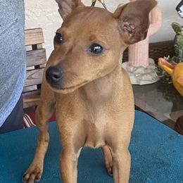 Miniature Pinscher Puppies from Marlex Min Pins