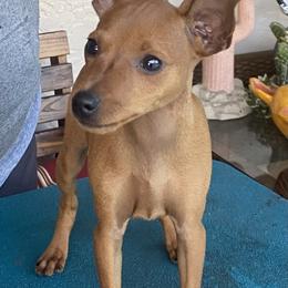 Miniature Pinscher Puppies from Marlex Min Pins