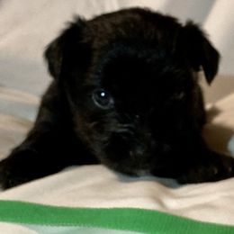 Assorted Doodle Crosses, Double Doodle, Maltipoo, Morkie, and Yorkipoo Puppies from Danza Bolo