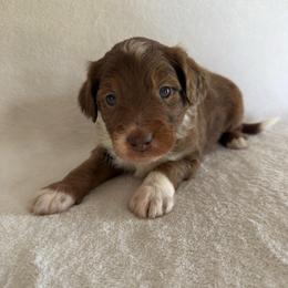 Biscuit - Blue merle male Aussiedoodle puppy in Centerburg, Ohio from A Dose Of Doodle