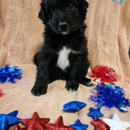 Aussiedoodle Puppies from Stone Shoe Ranch Aussiedoodles