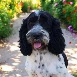 Pita - Cockapoo