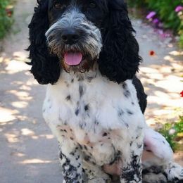 Pita - Cockapoo