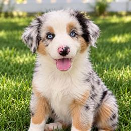 Glacier - Blue Merle Male, Blue Eyes - Blue merle male Australian Shepherd puppy in Hugo, Colorado from Frying Pan Ranch Australian Shepherds