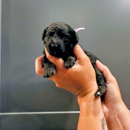 Bahama - Phantom female Goldendoodle puppy in Forest, Ohio from Mini Doodle Buddies