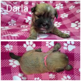 Darla - Red gold female Lhasa Apso puppy in Cincinnati, Ohio from Shangri-La Lhasa Apsos